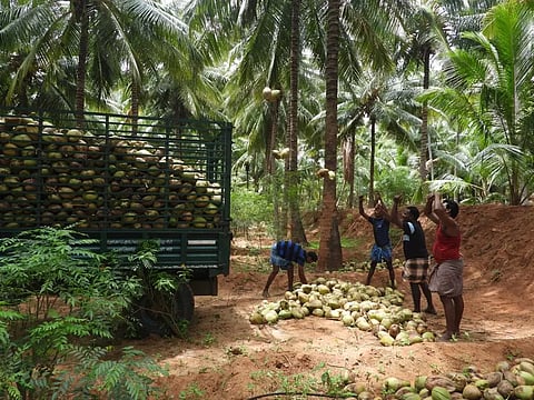 விளைச்சல் அதிகரிப்பால் தேங்காய் விலை வீழ்ச்சி