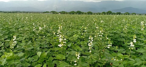 தென்மேற்கு பருவமழை தீவிரம்:பூத்துக்குலுங்கும் மொச்சை செடிகள்