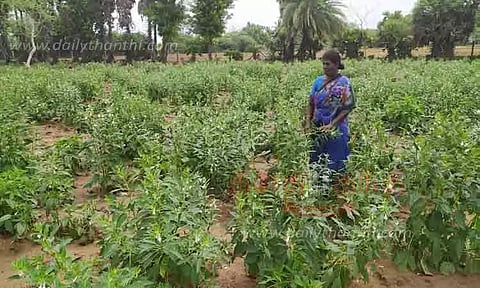 எள் விவசாயம்