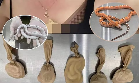 உள்ளாடைக்குள் 5 பாம்புகளை மறைத்து வைத்து கடத்த முயன்ற பெண்...!