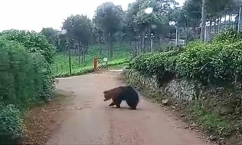 கோத்தகிரியில் சாலையில் உலா வந்த கரடி