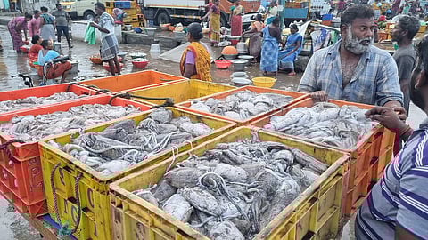 நாகையில், கனவா மீன் வரத்து அதிகரிப்பு