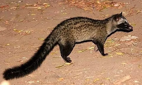 இரவில் வலம் வரும் மரநாய்