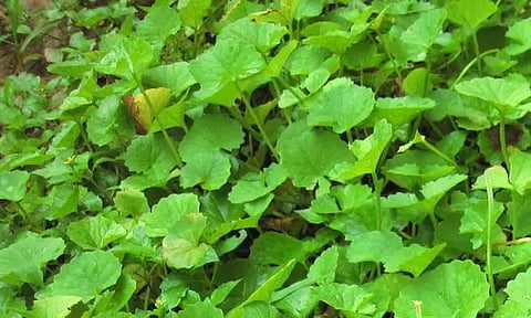 ஞாபக சக்தியை அதிகரிக்க உதவும் வல்லாரை கீரையின் பயன்கள்...!!