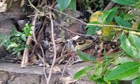 புதருக்குள் மறைந்த கிணறு