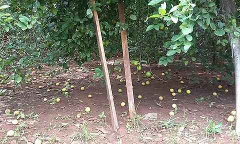 விலை வீழ்ச்சியால் வீணாகி வரும் எலுமிச்சை பழங்கள்