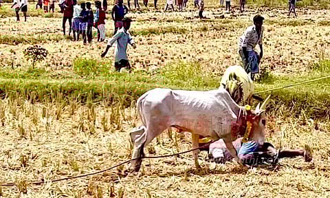 மஞ்சுவிரட்டில் சீறிப்பாய்ந்த காளைகள்