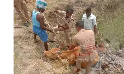 சேற்றில் சிக்கிய பசுமாடு மீட்பு