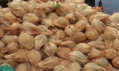 ஒழுங்குமுறை விற்பனை கூடத்தில் தேங்காய் ஏலம்