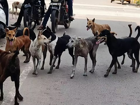 வெறிநாய் கடித்து 10 பேர் காயம்