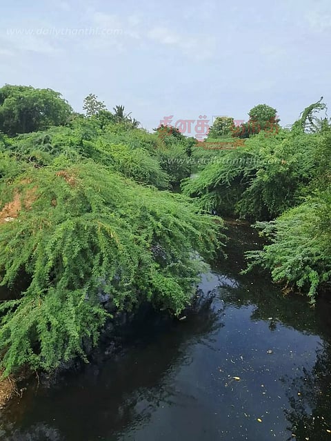 கருவேல மரங்களை அகற்ற வேண்டும்