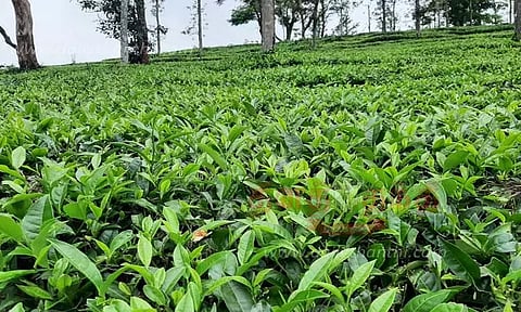 தரமான பச்சை தேயிலையை வழங்க வேண்டும்