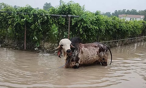 டெல்லி வெள்ள பெருக்கு; ரூ.1 கோடி மதிப்பிலான எருது மீட்பு