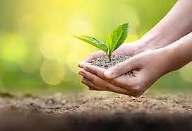 விவசாயிகளுக்கு மானிய விலையில் பழக்கன்றுகள்