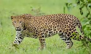 தகானு அருகே சிறுத்தைப்புலி நடமாட்டத்தால் பள்ளி மூடல்