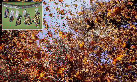 ஜார்கண்ட் பகவான் பிர்சா உயிரியல் பூங்காவில் 2 கோடி ரூபாய் செலவில் வண்ணத்துப்பூச்சி பூங்கா...!!!