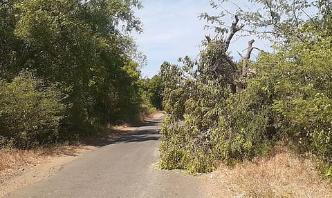 சாலையில் வாகன ஓட்டிகளுக்கு இடையூறாக கிடக்கும் மரக்கிளைகள்