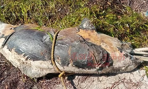 அழுகிய நிலையில் கரை ஒதுங்கிய டால்பின்கள்