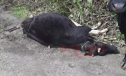 சிறுத்தை தாக்கி கன்றுக்குட்டி சாவு