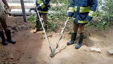 போடி அருகே வீட்டுக்குள் புகுந்த பாம்பு