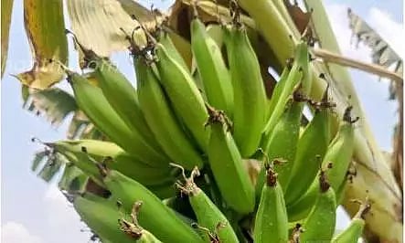 வாழைத்தார்களை அரசே கொள்முதல் செய்ய வேண்டும்