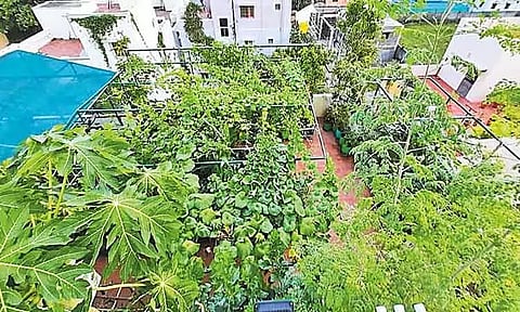 நகர்ப்புற வாசிகளின் தக்காளி தேவையை பூர்த்திசெய்ய மாடித்தோட்டம் நல்ல தீர்வு