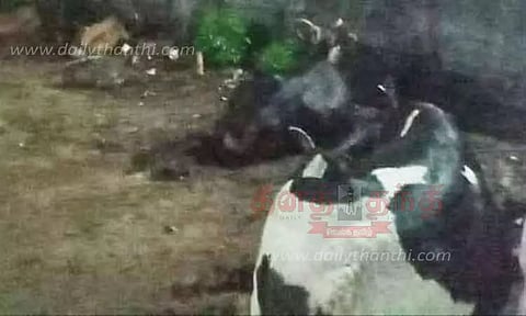 அட்டகாசத்தில் ஈடுபடும் புலிய மயக்க ஊசி செலுத்தி பிடிக்க திட்டம்