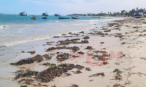 கீழக்கரை கடற்கரையில் கரை ஒதுங்கிய பாசி குவியல்