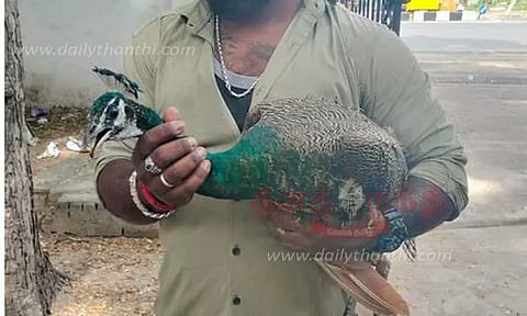 காயத்துடன் தவித்த மயில் மீட்பு