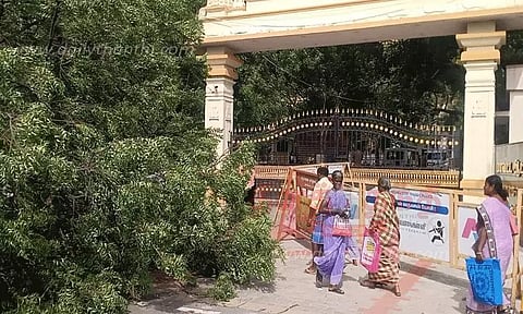 நெல்லை கலெக்டர் அலுவலகம் முன்பு பலத்த காற்றுக்கு மரம் வேரோடு சாய்ந்தது