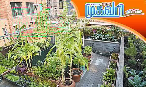 இல்லத்தரசிகளின் இனிய பொழுதுபோக்கு "ரூஃப் கார்டன்"