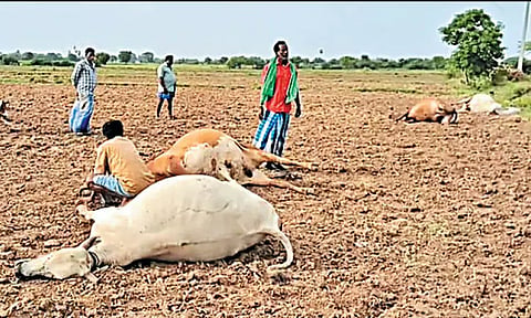 மின்கம்பி அறுந்து விழுந்ததில் மின்சாரம் தாக்கி 4 மாடுகள் பலி