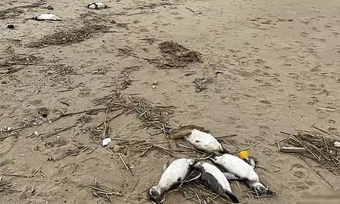 Image Courtesy : AFP