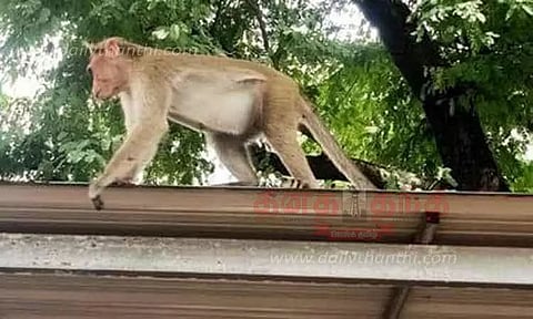 ஊழியரின் மோட்டார் சைக்கிள் சாவியை தூக்கி சென்று போக்கு காட்டிய குரங்கு