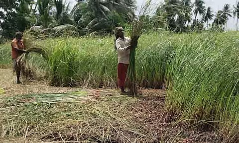கோரை பயிர் அறுவடை