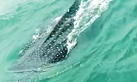 சதுரங்கப்பட்டினத்தில் கடற்கரையில் சுற்றி திரியும் ராட்சத திமிங்கலங்கள்