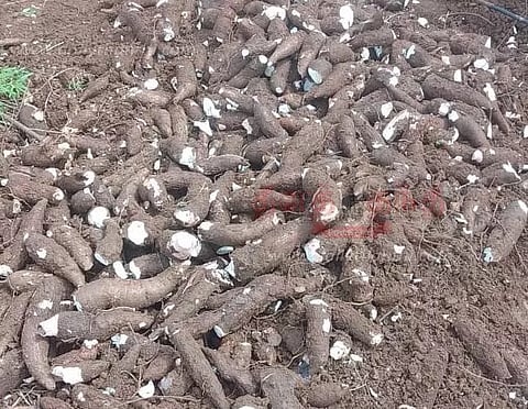 பரமத்திவேலூர் பகுதியில்மரவள்ளிக்கிழங்கு டன் ரூ.1,000 விலை உயர்வுவிவசாயிகள் மகிழ்ச்சி