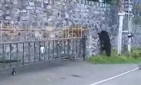 கோத்தகிரியில் குடியிருப்பு பகுதியில் கரடி உலா