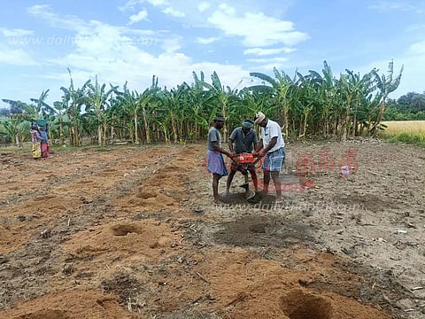 வாழை சாகுபடி பணியில் விவசாயிகள் மும்முரம்
