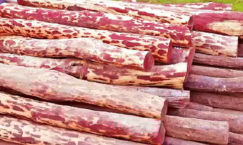 ஆந்திராவில் இருந்து சென்னைக்கு காரில் கடத்திய ரூ.15 லட்சம் செம்மரக்கட்டைகள் பறிமுதல்