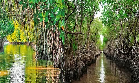 பூமியின் சிறுநீரகம்: அலையாத்தி காடுகள்