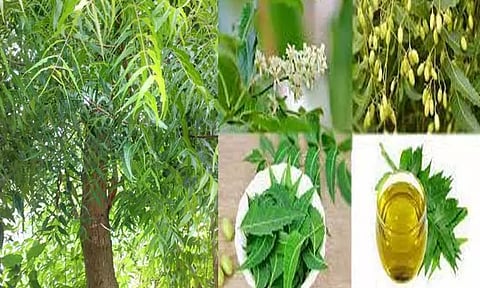 வேப்பமரத்தின் பயன்கள்