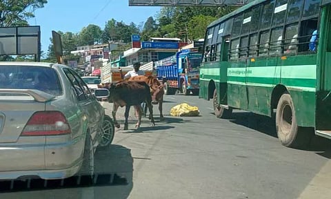 கோத்தகிரியில் சாலைகளில் சுற்றித்திரியும் கால்நடைகளால் போக்குவரத்துக்கு இடையூறு-உரிய நடவடிக்கை எடுக்க வாகன ஓட்டிகள் வலியுறுத்தல்