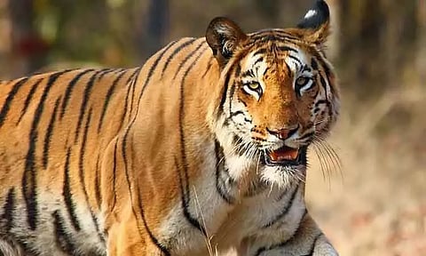 புலியை பிடிக்க டிரோன் கேமரா மூலம் தேடும் பணி