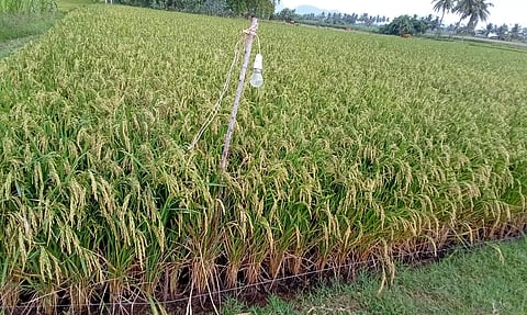 உயிர் பலி வாங்க காத்திருக்கும் மின்வேலி