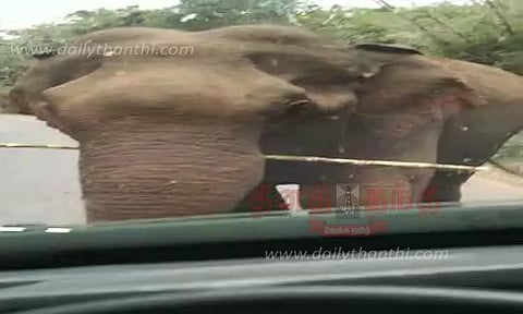 ஆசனூர் அருகே லாரியை வழிமறித்து கரும்பை சுவைத்த காட்டு யானை