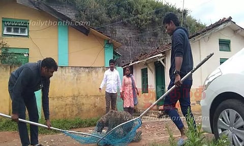 நீலகிரியில் 3,879 தெரு நாய்களுக்கு கருத்தடை