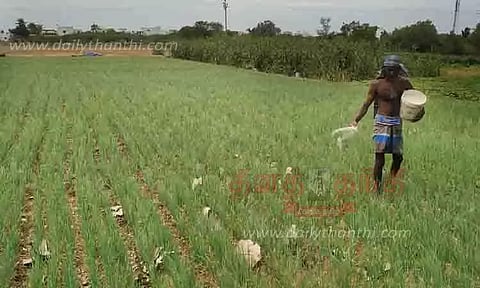 சின்ன வெங்காயத்துக்கு உரமிடும் விவசாயி