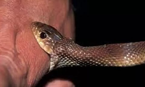 வீட்டில் தூங்கிய தந்தை, மகளை பாம்பு கடித்தது