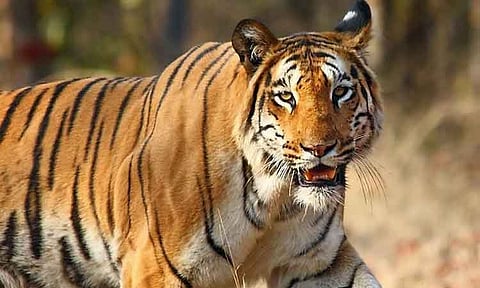 புலியை தேடும் பணி தற்காலிகமாக நிறுத்தம்